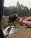 birb fren