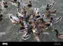 mallard-anas-platyrhynchos-great-number-of-birds-crowding-together-CNX8B1