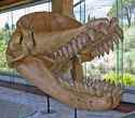 Physeteroidea_-_Livyatan_melvillei-5c1d557346e0fb00011b8cc4