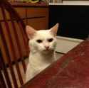 cat_irritated