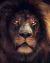terror lion