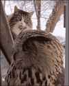 owl cat