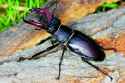 stag beetle colors