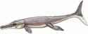 torvoneustes
