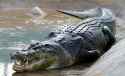 Saltwater-Crocodile-Images
