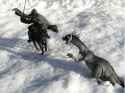Snowrider