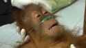 tiresome.orang.utan