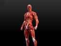 muscle anatomic man