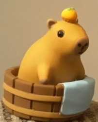 Wary capy