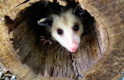 opossum-in-the-hole-michelle-milano