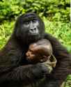 gorilla hug