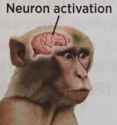 neuron activation