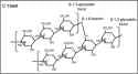 beta glucan yeast