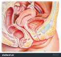 stock-photo-pelvis-female-anatomy-cutaway-cross-section-shown-are-the-ovary-fallopian-tube-uterus-469582976