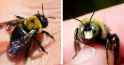 carpenter bee female vs male