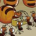 tumblr_poykhzAAMr1snzbj4o1_1280 - Honeypot Ants