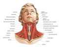 1-muscles-of-the-neck-asklepios-medical-atlas