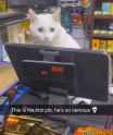 A_cat&#039;s_first_job_edited