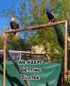 bald_eagle_and_peacock