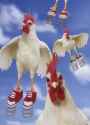 funny-chickens-in-red-tennis-shoes-and-flying
