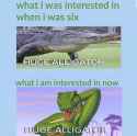 interested in huge alligator