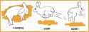RABBIT-HAPPY-BEHAVIOR-1-1024x376