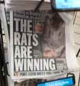 Rat W