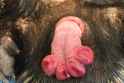 echidna-penis