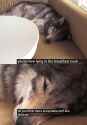 okami five minutes after the humie gives them food