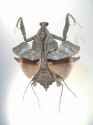 Deroplatyslobata