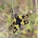 Owlfly_%28Libelloides_macaronius%29_female_Istria
