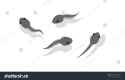 stock-vector-vector-illustration-swimming-tadpoles-a-small-creature-that-has-a-long-tail-lives-in-water-and-1663873069[1]