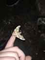 hawkmoth