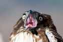 scream
