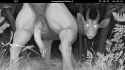 5590043_Technesaurus_alenn_trailcam_v10