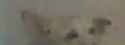 wtf