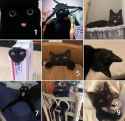 cat Scale3