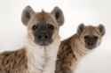 yeens