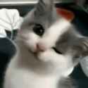 GBxxp8FbQAAa5XN