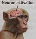 Screenshot 2025-04-08 at 17-16-25 neurons activation at DuckDuckGo