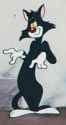 Blackie_Cat