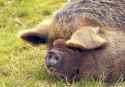 hangebauchschwein-mini-schwein-1666340159HkA
