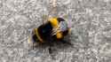 bee-twerk