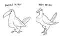 bird-designs.jfif.jpg