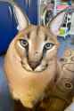 100 KB