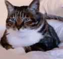 1.8 MB