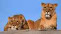 Big_cats_Lions_Lioness_Two_525408_2560x1440