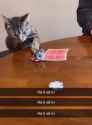 Cat playing poker all in