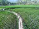rice - Copy