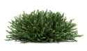 shrubbery